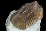 Unusual Subasaphus Laticaudatus Trilobite - Russia #127839-4